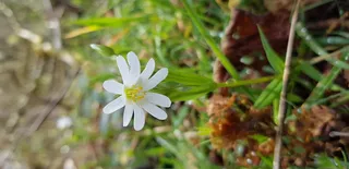 植物，花朵，花朵，无名路，英国，德文郡，雏菊，雏菊