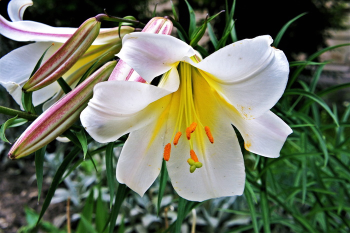 白色，百合，花朵，植物，花朵，花园，莉莉，植物