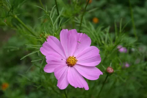 花, 字段, Fleurs des champs, 粉红色, 开花植物, 脆弱, 新鲜, 漏洞 花, 字段, Fleurs des champs, 粉红色, 开花植物, 脆弱, 新鲜, 漏洞