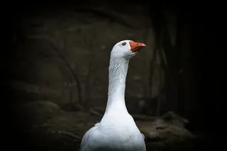鹅，白，蓝眼睛，鸟，自然，动物世界，动物，比尔
