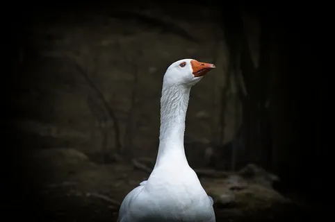 鹅,白,蓝眼睛,鸟,自然,动物世界,动物,比尔 鹅,白,蓝眼睛,鸟,自然,动物世界,动物,比尔