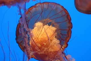 蒙特利水族馆，加利福尼亚州蒙特利，水母，水，海岸，海，海洋