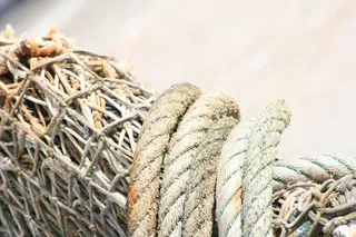 网络、网络、整合、自然、树篱、体验、无人、绳索