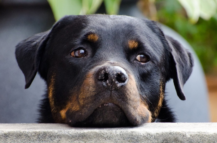 桃花心木罗威犬面部，显示，桃花心木，罗威犬，面部，狗，动物，特写