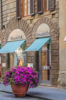 紫色，矮牵牛花，棕色，粘土壶，佛罗伦萨，意大利，花，粉色