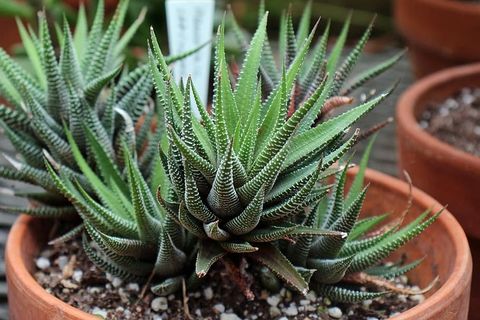 肉质植物Haworthia attentiuata或斑马植物，斑马Haworthia，Apicra attentiuata和芦荟Clariperla是生活在南非沙漠中的非仙人掌植物家族。这株斑马植物生长在新泽西州深切花园温室里的一个小陶罐里。