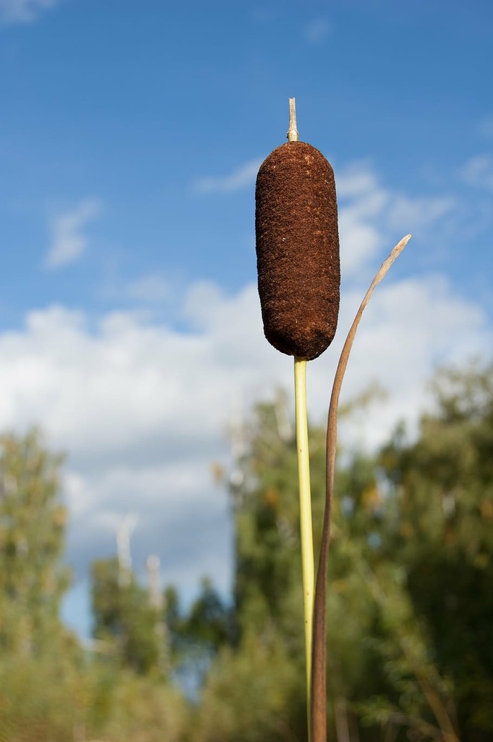 芦苇夏季自然背景，夏季，植物，天空，自然，前景，特写，生长
