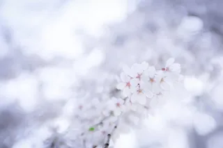 日本、滨松、植物学、植物学、blossom、springtime、sakura、wabisabi