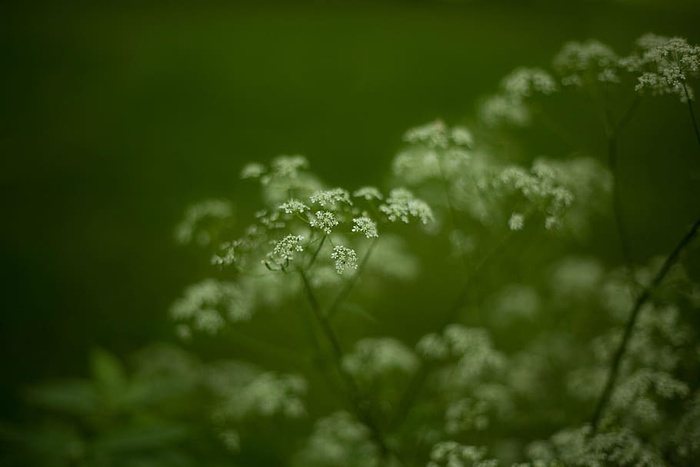 选择性聚焦摄影，白色花瓣花朵，皇后，安妮，s，蕾丝