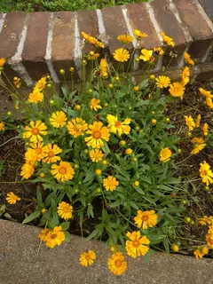 花朵,黄色,夏季,开花,紫菀,天然,开花植物,新鲜度 花朵,黄色,夏季,开花,紫菀,天然,开花植物,新鲜度