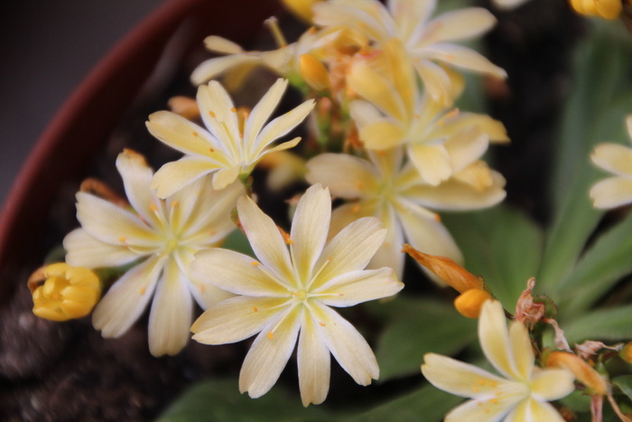 子叶，子叶黄，黄花，多年生，花，开花植物，植物，美丽的大自然