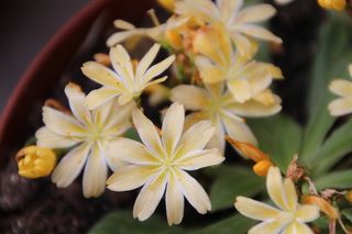 子叶，子叶黄，黄花，多年生，花，开花植物，植物，美丽的大自然