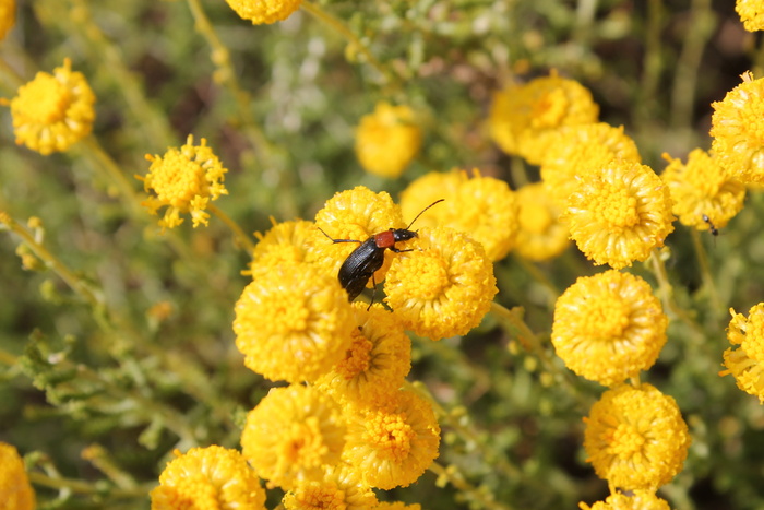 昆虫、花朵、黄色、自然、植被、授粉、无脊椎动物、动物主题