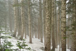 美国，吉福平肖国家森林，雪，户外，树皮，树木，常绿植物，树干