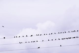 鸟，凝视，鸣鸟，电线，鸟，星，羽毛，云