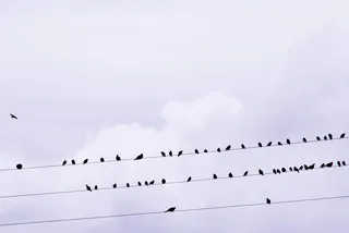 鸟，凝视，鸣鸟，电线，鸟，星，羽毛，云