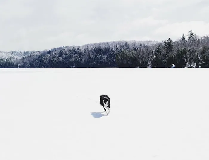 黑色，边境牧羊犬，散步，雪地，狗，动物，雪，冬天