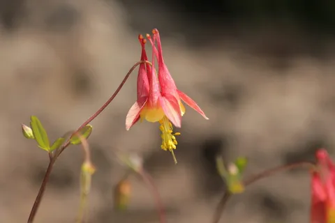 集水区,花,花,花,植物,集水区美丽,*水芹,深红水芹,西水芹 集水区,花,花,花,植物,集水区美丽,*水芹,深红水芹,西水芹