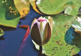 睡莲，睡莲芽，池塘，湖泊，睡莲垫，开花，开花，芽