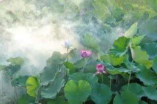 紫色，白色，荷花，荷花，幻想，夏天，花，叶