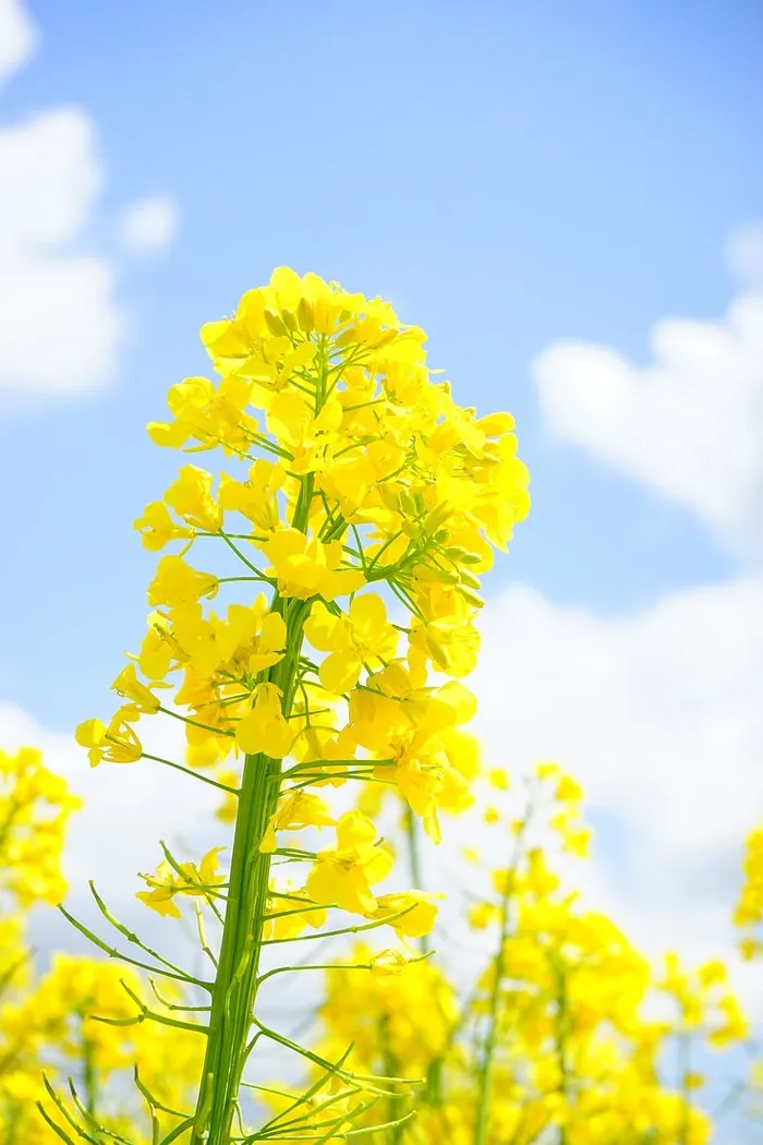 油菜花，花序，油菜，花，花序，油菜花，油菜花，黄色，花