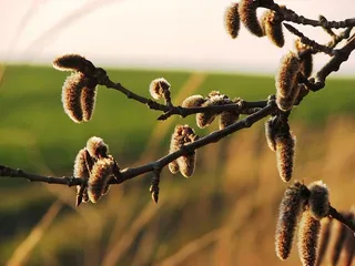 小猫，花序，春天，花粉，自然，植物，关注前景，生长