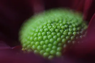宏，花，自然，花园，植物，花园，植物，花朵，花卉