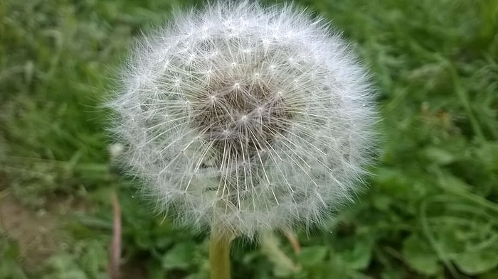 田野，花园，草地，模糊，开花，开花，明亮，特写