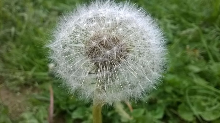 田野，花园，草地，模糊，开花，开花，明亮，特写