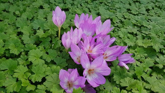 herfsttijloos，鳞茎，开花，紫色，花，开花植物，新鲜度，植物