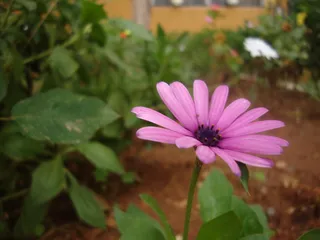 玛格丽特，花，植物，花园，自然，夏天，开花植物，脆弱