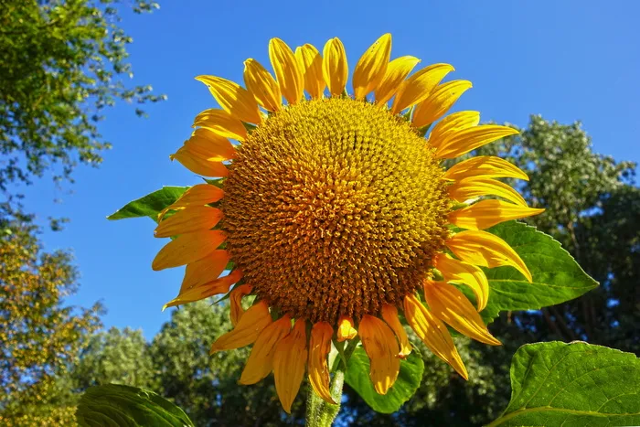 向日葵、花、植物、向日葵、普通、高大、一年生、多年生