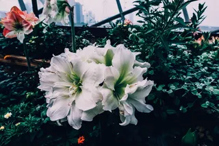 新加坡，花卉，壁纸，壁纸，花园，花卉，舒适，绿色