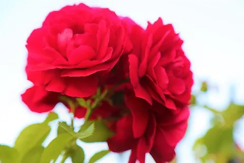 玫瑰,红色,花朵,植物,爱情,美丽,自然,浪漫 玫瑰,红色,花朵,植物,爱情,美丽,自然,浪漫