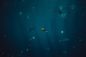 水下鱼类，鱼类，水生，动物，海洋，水下，蓝色，水