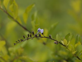 哥斯达黎加、拉斯努贝斯、绿色、紫色、宏观、花园、森林、生长自然