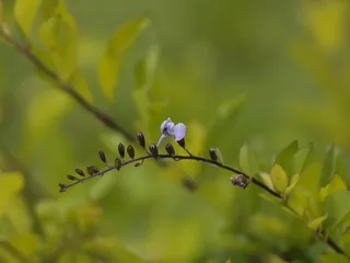 哥斯达黎加、拉斯努贝斯、绿色、紫色、宏观、花园、森林、生长自然
