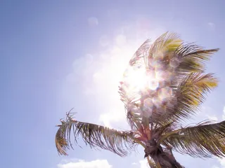 平静蓝色sku下椰子树的bokeh低角度摄影