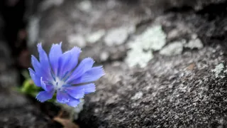 花，野花，蓝色，矢车菊，凉爽，灰色，灰色，石头
