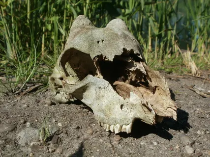 头骨，鹿，鹿，牡鹿，死亡，骨头，牙齿，枯萎