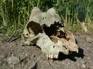 头骨，鹿，鹿，牡鹿，死亡，骨头，牙齿，枯萎