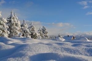 关闭，雪地，松树，房子，关闭，雪，树木，寒冷