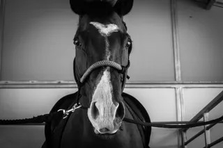 马, 单色, 种马, 哺乳动物, 动物, 农场, 马术, 牲畜