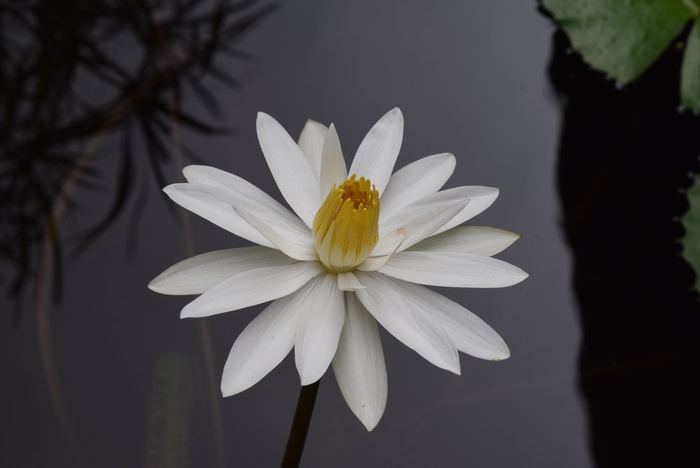 睡莲，花，睡莲，开花植物，植物，花瓣，新鲜度，脆弱性