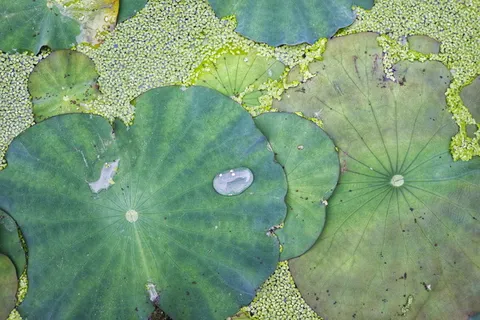绿叶, 植物, 叶, 开花, 百合, 花, 睡莲, 绿色 绿叶, 植物, 叶, 开花, 百合, 花, 睡莲, 绿色