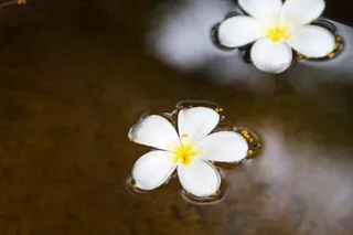 柬埔寨、暹粒、水、平静、冥想、白色、花朵、静止