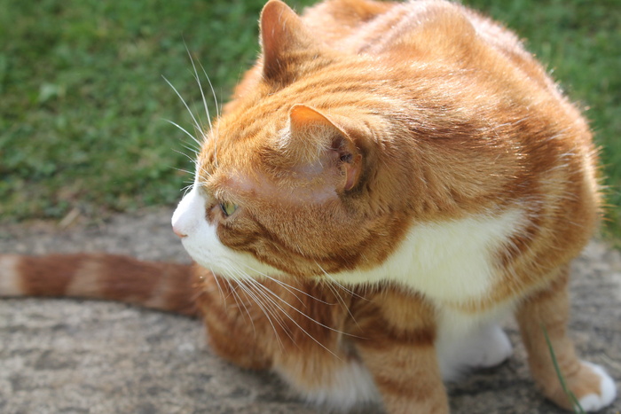 姜猫，猫，姜，闻，嗅，猫，动物，宠物