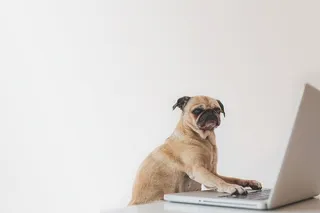 商务哈巴狗在笔记本电脑上拍照