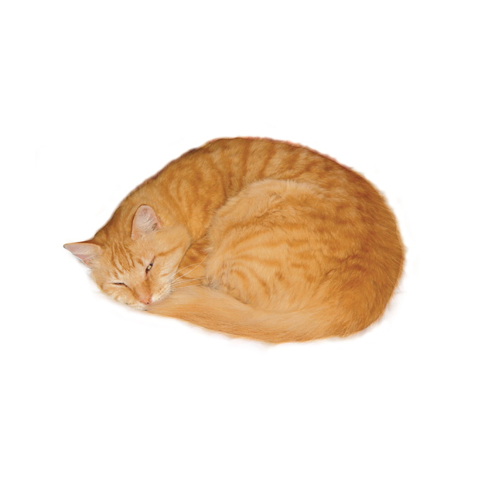 照片，睡觉，橙色，斑猫，猫，橙色斑猫，斑猫，果酱