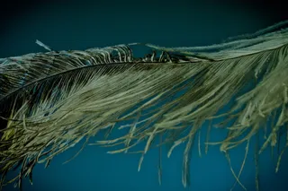 斯特劳斯，春天，放松，斯特劳斯春天，关闭，鸟羽毛，春季连衣裙，羽毛